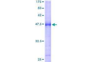 Image no. 1 for B-Cell Translocation Gene 4 (BTG4) (AA 1-206) protein (GST tag) (ABIN1346954)
