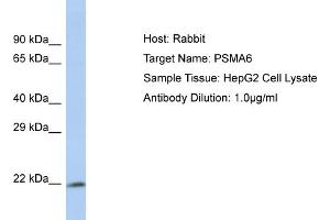 Host: Rabbit Target Name: PSMA6 Sample Type: HepG2 Whole cell lysates Antibody Dilution: 1. (PSMA6 anticorps  (N-Term))
