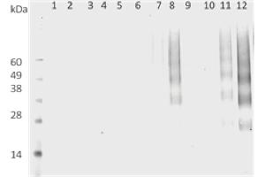 DMPO Western Blot. (DMPO anticorps)