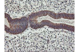 Image no. 5 for anti-TNF Receptor-Associated Protein 1 (TRAP1) antibody (ABIN1501499) (TRAP1 anticorps)