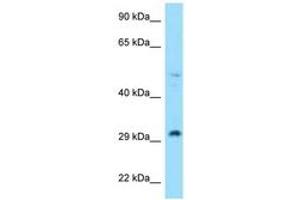 Image no. 1 for anti-Ribosomal Protein L7 (RPL7) (N-Term) antibody (ABIN6748059) (RPL7 anticorps  (N-Term))
