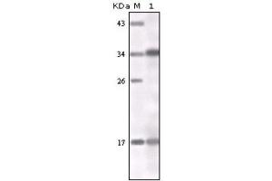 Western Blotting (WB) image for anti-Interferon gamma (IFNG) antibody (ABIN1843980) (Interferon gamma anticorps)