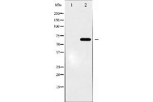 Western blot analysis of Epo-R expression in EPO treated COS7 whole cell lysates,The lane on the left is treated with the antigen-specific peptide. (EPOR anticorps)