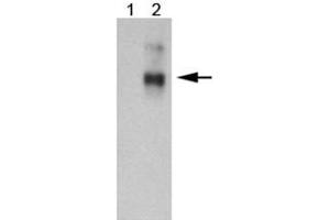 Western blot analysis of ABCC1 in 10 ug of 293 transfected lysate using ABCC1 monoclonal antibody, clone IU5C1 . (ABCC1 anticorps  (AA 1-33))