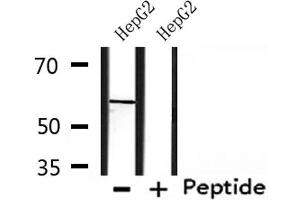 Western blot analysis of extracts from HepG2, using CHRNG Antibody. (CHRNG anticorps  (N-Term))