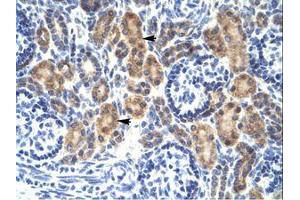 Image no. 1 for anti-C-Myc Binding Protein (MYCBP) (C-Term) antibody (ABIN202015) (MYCBP anticorps  (C-Term))