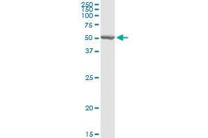 CHIA MaxPab rabbit polyclonal antibody. (CHIA anticorps  (AA 1-368))