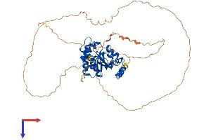 AlphaFold protein structure predicition of Mouse Recombinant Macrod2 Protein, UniprotID Q3UYG8