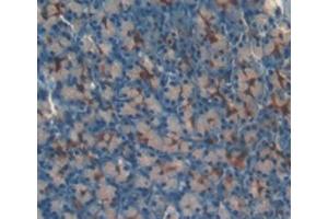 Detection of LOXL3 in Mouse Pancreas Tissue using Polyclonal Antibody to Lysyl Oxidase Like Protein 3 (LOXL3) (LOXL3 anticorps  (AA 509-712))