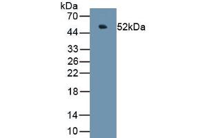 Detection of Recombinant CHGA, Porcine using Polyclonal Antibody to Chromogranin A (CHGA)