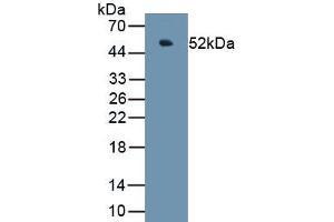 Detection of Recombinant CHGA, Porcine using Polyclonal Antibody to Chromogranin A (CHGA) (Chromogranin A anticorps  (AA 17-446))