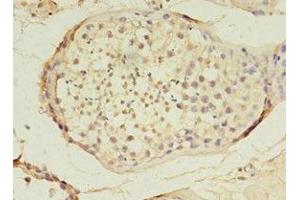 Immunohistochemistry of paraffin-embedded human testis tissue using ABIN7159638 at dilution of 1:100