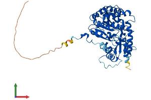 AlphaFold protein structure predicition of Human Recombinant KYAT3 Protein, UniprotID Q6YP21