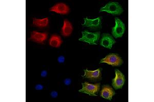 ABIN6264069 and ABIN6273289 staining Hela cells by IF/ICC. (PCMT1 anticorps  (Internal Region))