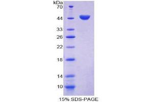 SDS-PAGE analysis of Mouse Caveolin 1 Protein. (Caveolin-1 Protéine)