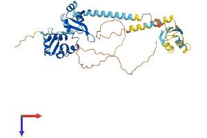 AlphaFold protein structure predicition of Mouse Recombinant Ssb Protein, UniprotID P32067