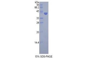 SDS-PAGE (SDS) image for Follicle Stimulating Hormone, beta Polypeptide (FSHB) (AA 21-129) protein (His tag,GST tag) (ABIN1877538)