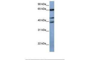 Image no. 1 for anti-Zinc Finger Protein 681 (ZNF681) (AA 62-111) antibody (ABIN6739479) (ZNF681 anticorps  (AA 62-111))