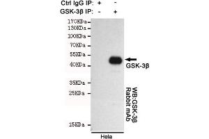 Immunoprecipitation analysis of Hela cell lysates using GSK-3β. (GSK3 beta anticorps)