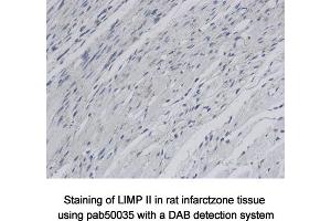 anti-Scavenger Receptor Class B, Member 2 (SCARB2) (C-Term) antibody