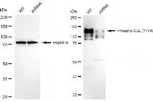 Western blotting analysis using phospho-CBL (Y774) antibody (ABIN7797878). (Recombinant CBL anticorps  (pTyr774))