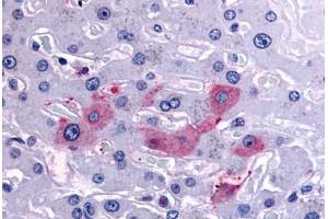 Anti-SYVN1 / HRD1 antibody  ABIN1049376 IHC staining of human liver. (SYVN1 anticorps  (Internal Region))