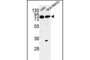 Western blot analysis of PRK Antibody (ABIN652306 and ABIN2841396) in K562, MDA-M cell line lysates (35 μg/lane). (PRKAA1 anticorps)