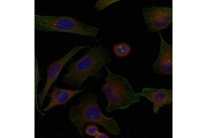 Immunofluorescence staining of methanol-fixed Hela cells using Niban Antibody. (Niban anticorps)