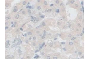 Detection of FSTL1 in Human Stomach Tissue using Polyclonal Antibody to Follistatin Like Protein 1 (FSTL1)