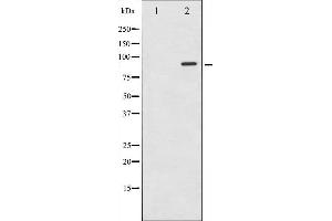 Western blot analysis of STAT6 expression in HeLa whole cell lysates,The lane on the left is treated with the antigen-specific peptide. (STAT6 anticorps  (Internal Region))
