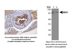 Image no. 3 for anti-NLR Family, Pyrin Domain Containing 2 (NLRP2) (Internal Region) antibody (ABIN363674) (NLRP2 anticorps  (Internal Region))