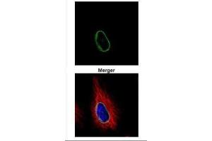 ICC/IF Image Confocal immunofluorescence analysis (Olympus FV10i) of methanol-fixed HeLa, using POM121, antibody (Green) at 1:500 dilution.