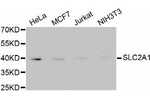 Western blot analysis of extracts of various cell lines, using SLC2A1 antibody (ABIN5997113). (GLUT1 anticorps)