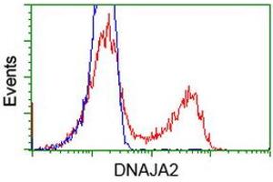 Image no. 7 for anti-DnaJ (Hsp40) Homolog, Subfamily A, Member 2 (DNAJA2) antibody (ABIN1497860) (DNAJA2 anticorps)