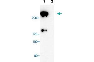 Western blot analysis of Scrib polyclonal antibody . (SCRIB anticorps)