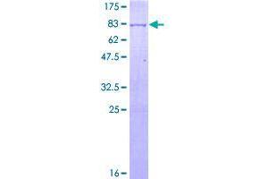SDS-PAGE (SDS) image for Angiopoietin-Like 2 (ANGPTL2) (AA 1-493) protein (GST tag) (ABIN1345051)