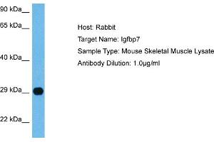 Host:  Mouse  Target Name:  IGFBP7  Sample Tissue:  Mouse Skeletal Muscle  Antibody Dilution:  1ug/ml (IGFBP7 anticorps  (C-Term))