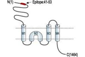 anti-Glutamate Receptor, Ionotropic, N-Methyl D-Aspartate 2a (GRIN2A) (AA 41-53), (Extracellular), (N-Term) antibody