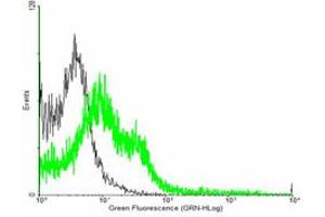 FACS analysis of negative control 293 cells (Black) and EFEMP2 expressing 293 cells (Green) using EFEMP2 purified MaxPab mouse polyclonal antibody.