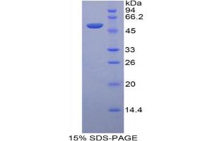 SDS-PAGE analysis of Mouse LRG1 Protein. (LRG1 Protéine)
