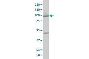 MCM3 monoclonal antibody (M01A), clone 4F7 Western Blot analysis of MCM3 expression in COLO 320 HSR . (MCM3 anticorps  (AA 699-808))