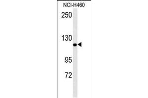 IPO7 Antibody (N-term) (ABIN651626 and ABIN2840333) western blot analysis in NCI- cell line lysates (35 μg/lane).
