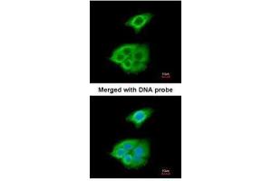 ICC/IF Image Immunofluorescence analysis of paraformaldehyde-fixed A549, using Pancreatic Lipase , antibody at 1:200 dilution.