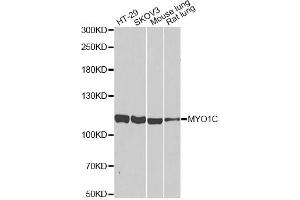 Western blot analysis of extracts of various cell lines, using MYO1C antibody (ABIN2564004) at 1:1000 dilution. (Myosin IC anticorps)