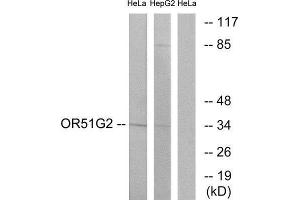 Western Blotting (WB) image for anti-Olfactory Receptor, Family 51, Subfamily G, Member 2 (OR51G2) (Internal Region) antibody (ABIN1853128) (OR51G2 anticorps  (Internal Region))
