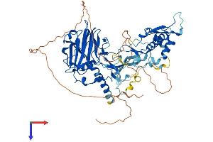 AlphaFold protein structure predicition of Mouse Recombinant Ash2l Protein, UniprotID Q91X20