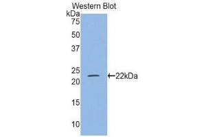 Western Blotting (WB) image for anti-Myosin Light Chain 4, Alkali, Atrial, Embryonic (MYL4) (AA 4-187) antibody (ABIN1859941) (MYL4 anticorps  (AA 4-187))