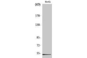 Western Blotting (WB) image for anti-D Site of Albumin Promoter (Albumin D-Box) Binding Protein (DBP) (Internal Region) antibody (ABIN3184259)