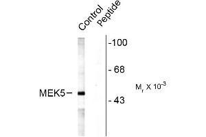 Western blots of rat testes lysate showing specific labeling of the ~49k MEK5 protein (Control). (MAP2K5 anticorps  (pSer311, pThr315))