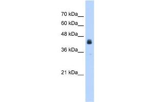 WB Suggested Anti-USAntibody Titration:  2. (USP16 anticorps  (N-Term))